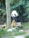 Panda Bear at the San Diego Zoo