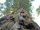 Looking up a Sequoia tree.