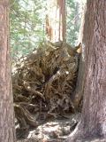 Root ball of a sequoia in the Walk of 100 Giants.