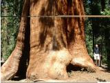 Rob next to a giant sequoia.
