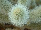 The Cholla 'look' cudly ... JTNP