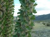 Ocotillo cactus, Joshua Tree National Park