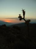 A Joshua Tree and the sunset.