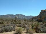 A 'forest' of Joshua Trees, JT National Park