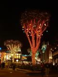 Trees in Downtown Disney