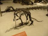 Camptosaurus dispar juvenile, Smithsonian Natural History Museum, Washington DC