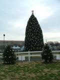 The President's Christmas Tree on the White House lawn, Washington DC
