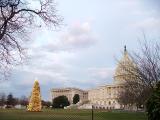 The Capitol Building, with a lit Christmas tree, Washington DC