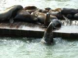 Sea Lions at Pier 39, Jo & Frances in San Francisco, California