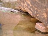 Canyon Tree Frog, Zion National Park, Utah