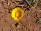 Dessert Marigold, Zion National Park, Utah