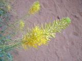 Princess Plume, grows near uranium and arsenic, Zion National Park, Utah