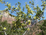 Bitter Brush, Zion National Park, Utah
