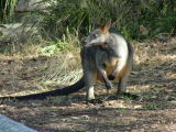 Kangaroo, Ku-ring-gai Chase National Park, Sydney